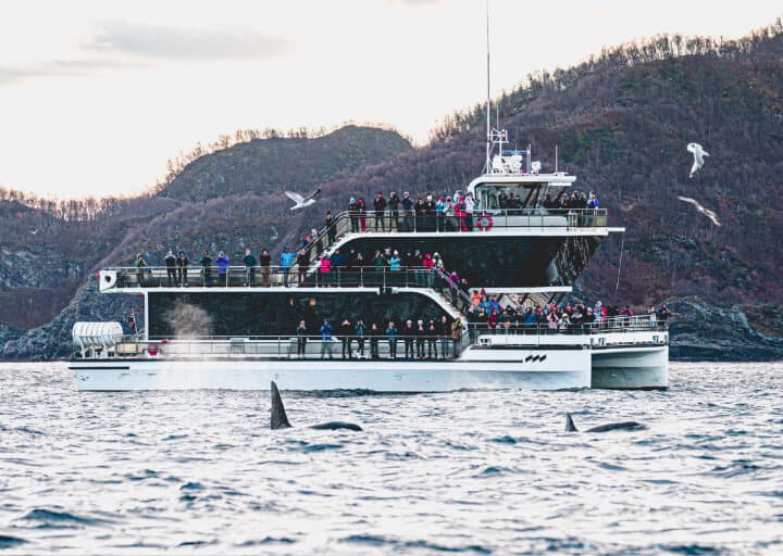 Northern Light Tour in Tromsø