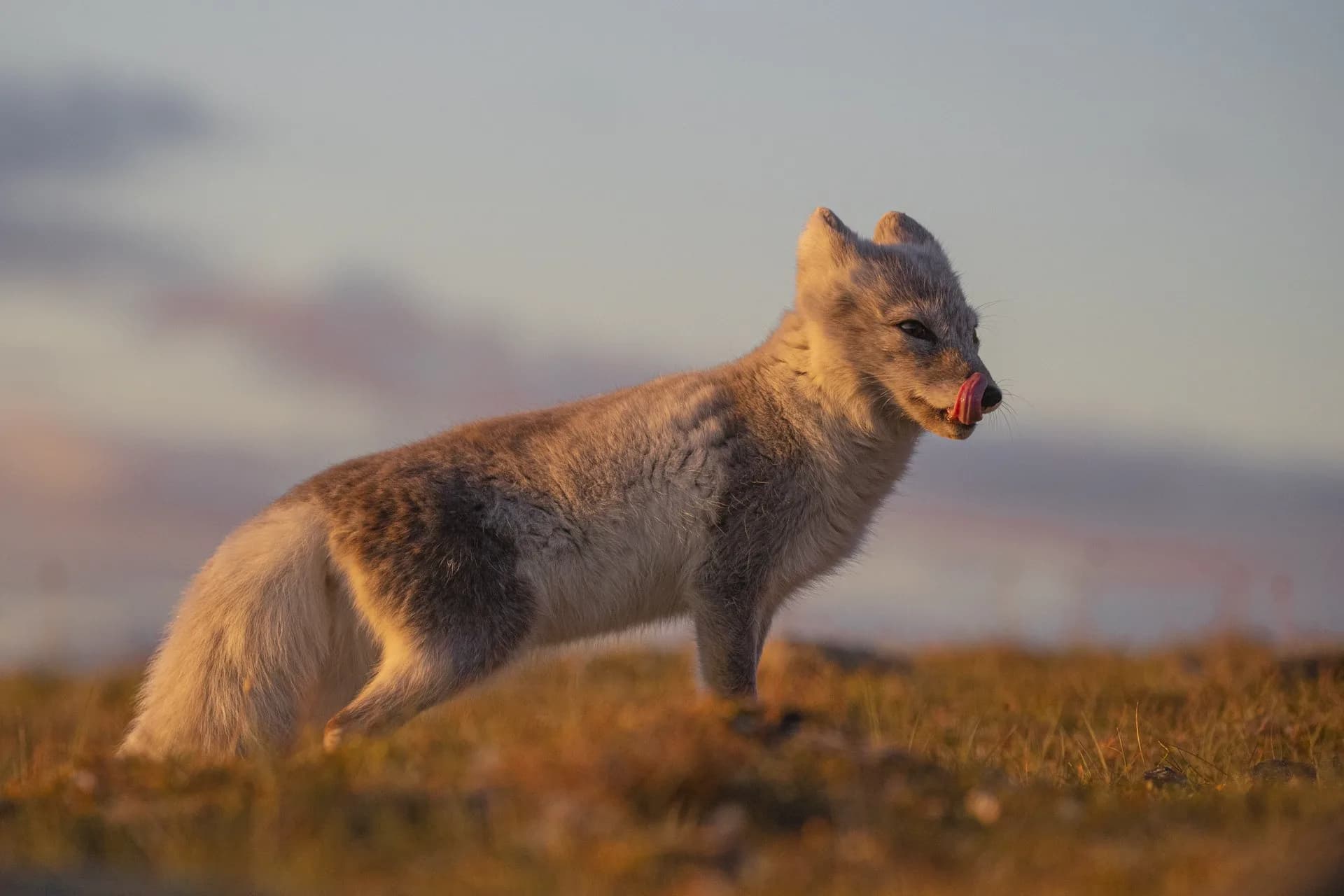 Svalbard - Arctic fox — by Oddgeir Sagerup